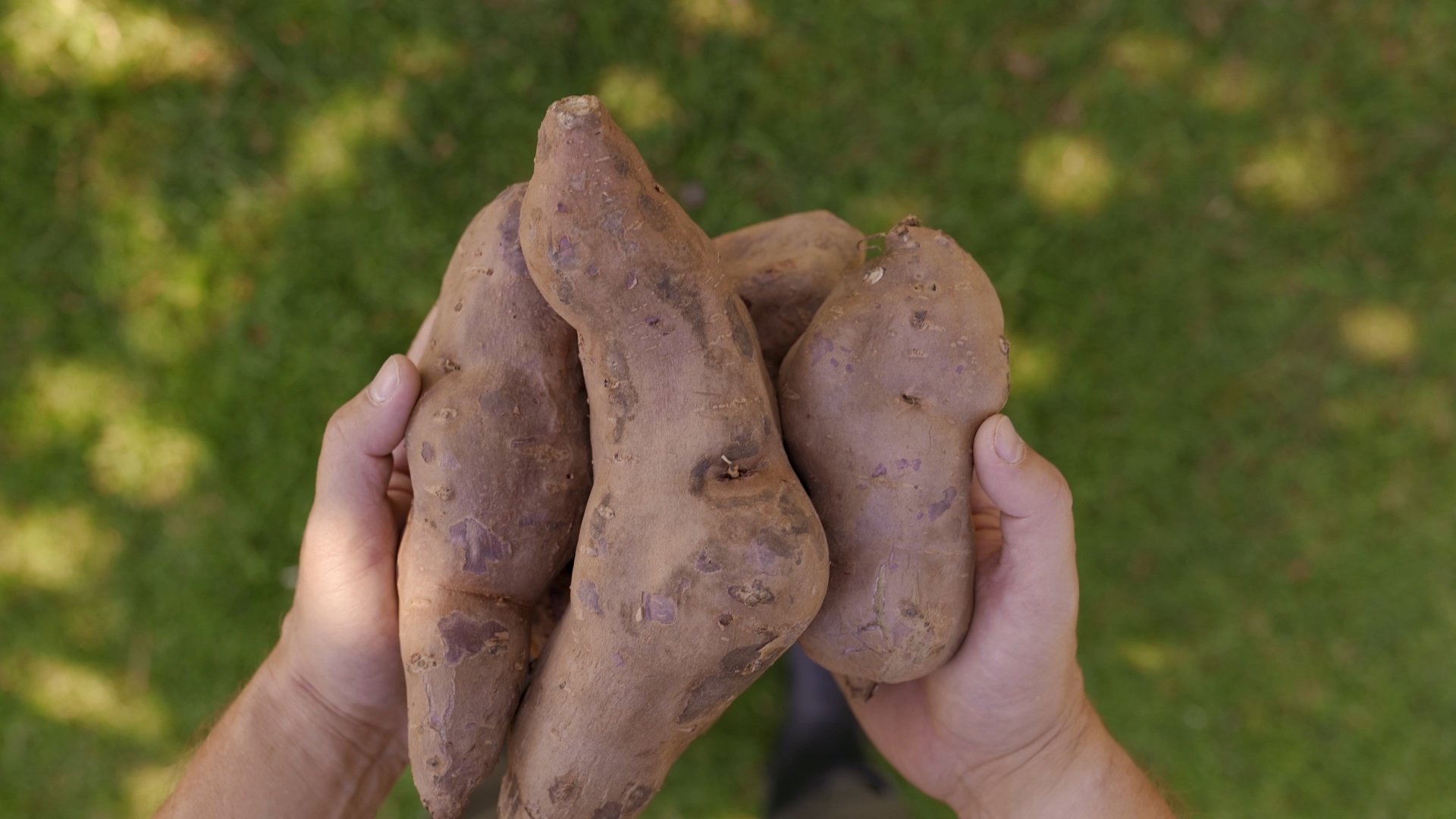Sweet potato close-up on location